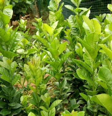 [香泡苗批发]香橼苗价格5.00元/棵 - 一亩田