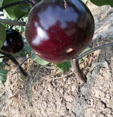 [茄子批发]大红袍园茄价格0.45元/斤 - 一亩田