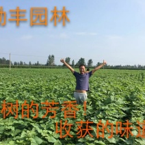 梓树苗