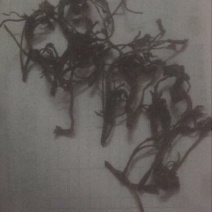 干香椿20cm以下