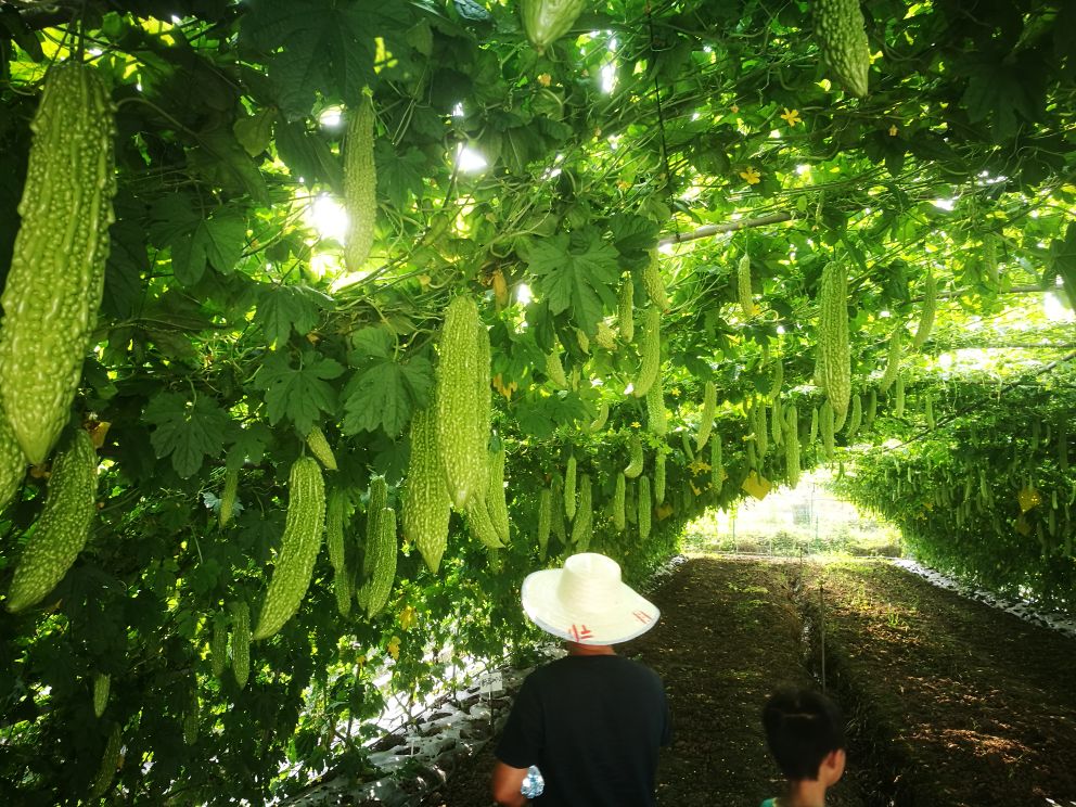 一株刚破土而出的苦瓜幼苗,两片肥厚的子叶完全展开,呈鲜嫩绿色,背景为疏松湿润的黑色营养土,阳光斜照,突出幼苗的生机感 苦瓜刚出土的幼苗特写