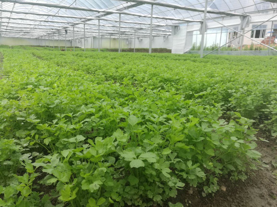 现代化温室中排列整齐的香芹育苗穴盘,配备自动喷雾系统,温湿度传感器显示当前温度21.3℃、湿度68%,背景有遮阳网收放装置 香芹育苗温室环境实景