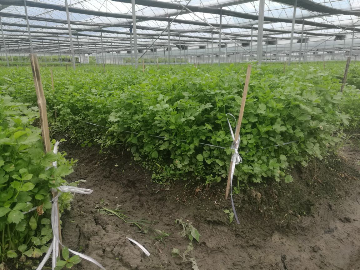 香芹植株长势旺盛,叶片翠绿,无明显病虫害 香芹田间生长情况