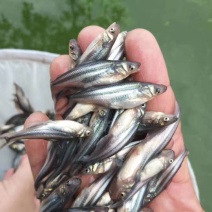 （全国供应）巴沙鱼苗规格齐全活体运输