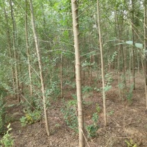 白榆