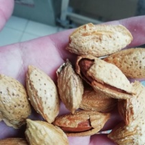 厂家直销质量保证包退包换越南进口一级纸皮巴旦纸皮巴旦木
