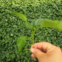 圆椒苗5万棵