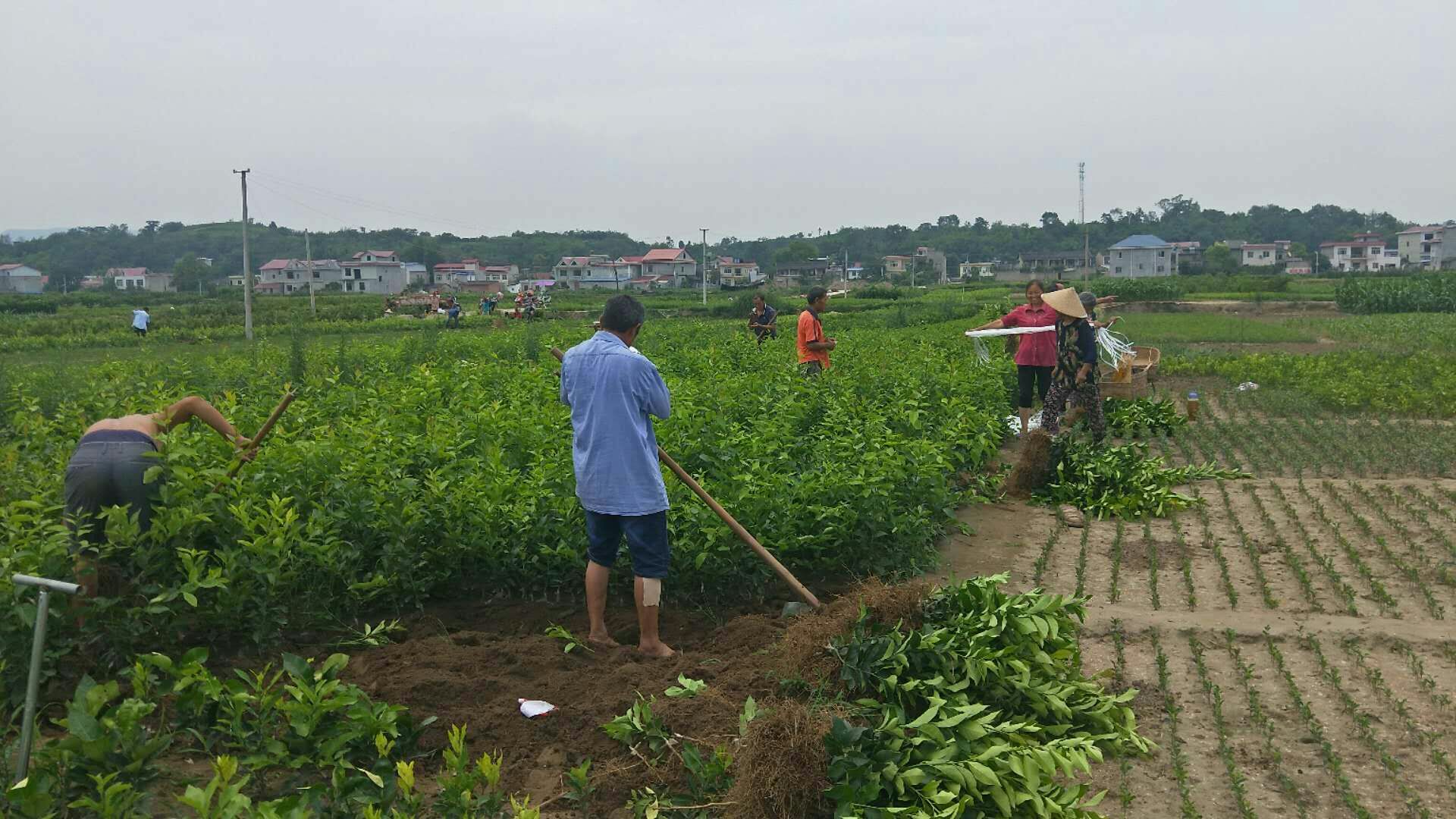 安岳柠檬园中的摄影爱好者