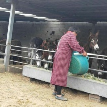 肉毛驴