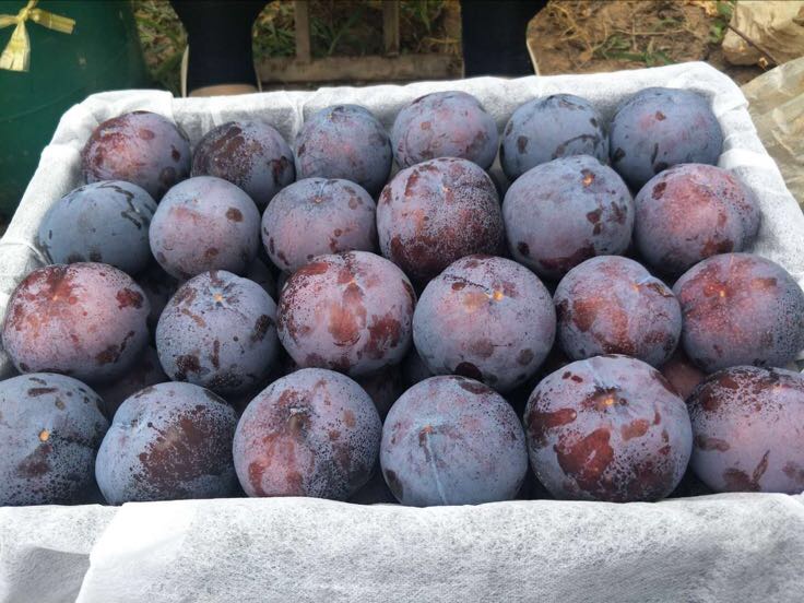 黑宝石李子特写