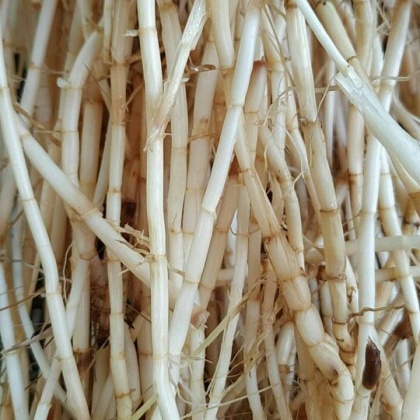 广东白茅根价格行情走势 - 一亩田
