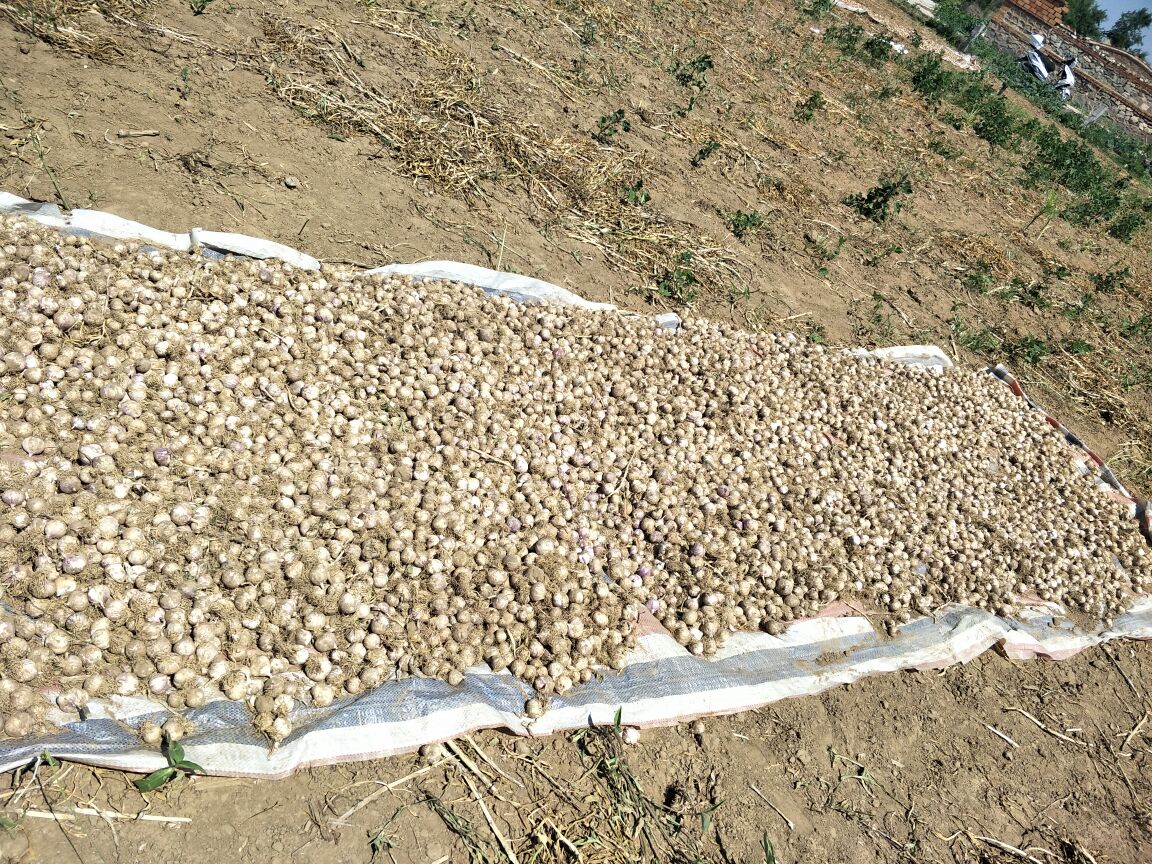 大蒜晾晒现场
