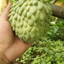大量台凤梨释迦果