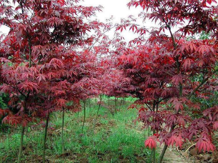 红枫小苗种植场景