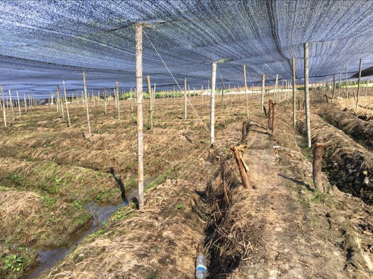 竹荪种基地数字化监控平台界面