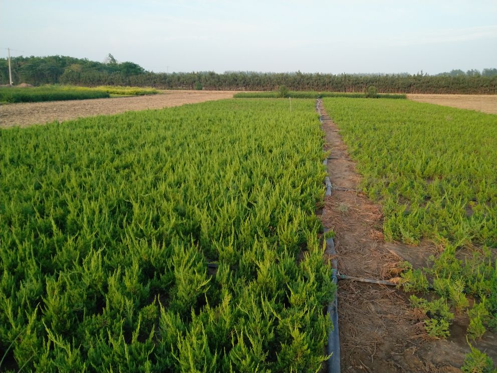 龙柏小苗在苗圃中整齐排列，绿意盎然