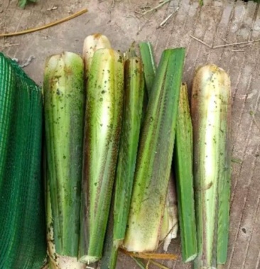 四川的高笋开始上市了