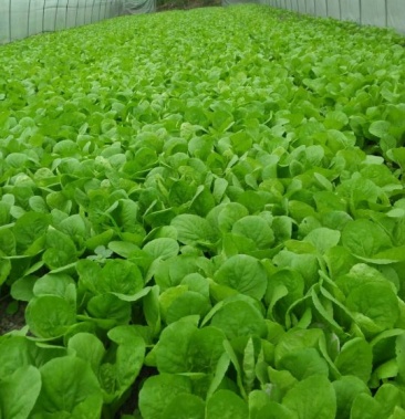 [小白菜批发]大棚种植欣皇小白菜价格1.00元/斤 - 一亩田