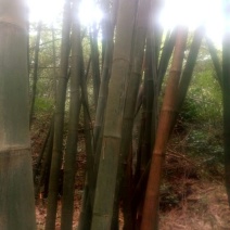 竹子