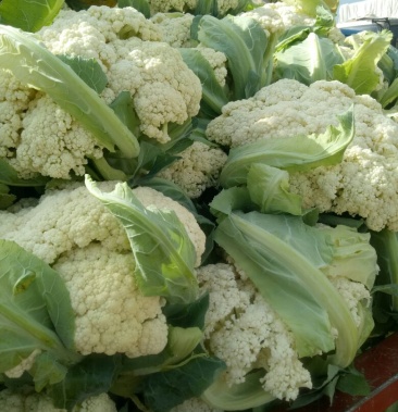 兰州散花青梗松花可视屏看货产地直供可保障线上交易