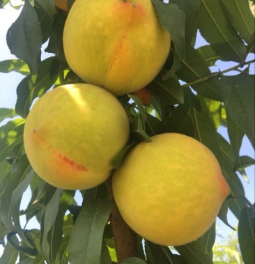 [批发]83黄桃 3~4两价格0.80元/斤 - 一亩田