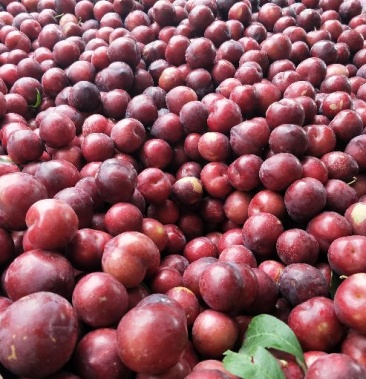 [李子批发]红心李,清脆,八宝丹,大宝石价格0.60元/斤 - 一亩田