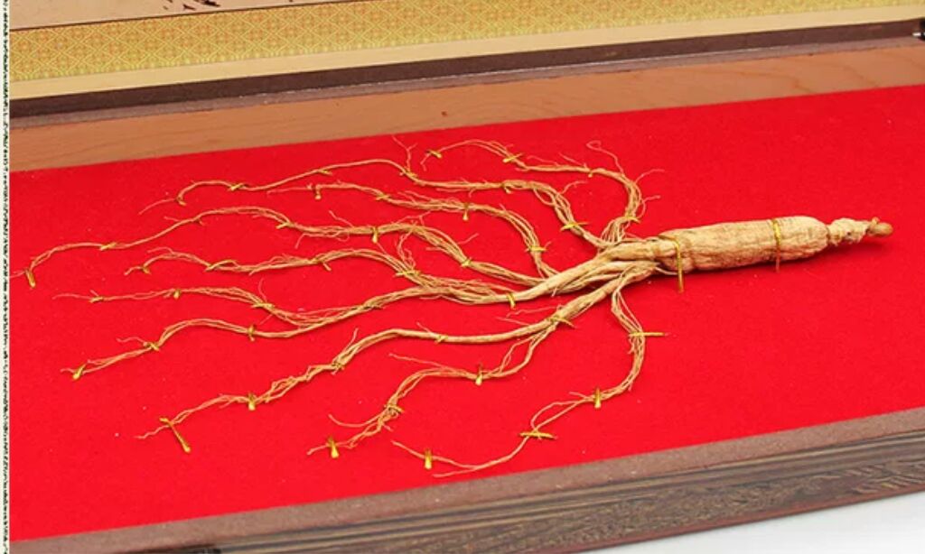 长白山野山参泡酒成品图