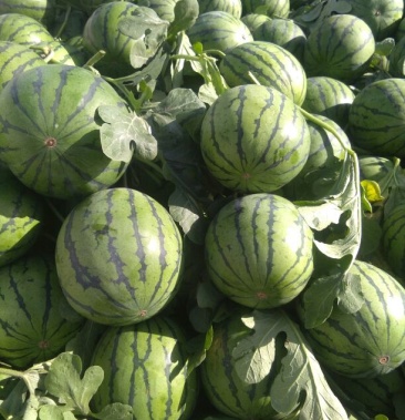 [西瓜批发]武威沙漠京欣吊瓜价格0.80元/斤 - 一亩田