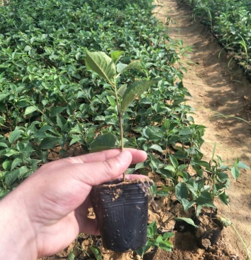 吉塞拉苗 樱桃苗 营养杯吉塞拉6号矮化占木