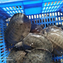 优质2斤大甲鱼诚信经营有意者联系我