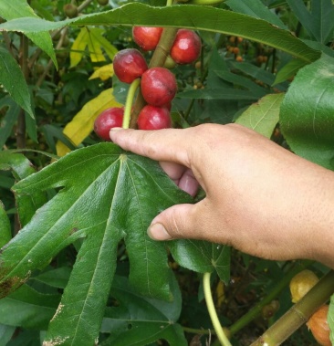 [批发]五指毛桃种子价格2000.00元/斤 - 一亩田