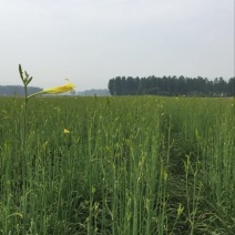 黄花菜种苗20~30cm