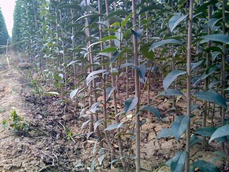 江苏省宿迁市沭阳县某大型大叶女贞小苗基地全景航拍图,展示成片整齐排列的幼苗种植区,土壤呈深褐色沙壤土质地,灌溉系统均匀分布,远处可见现代化育苗大棚与管理用房 大叶女贞小苗育苗基地航拍图