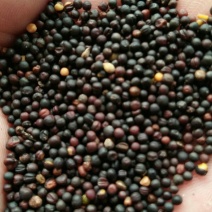 乌克兰进口高含油油菜籽