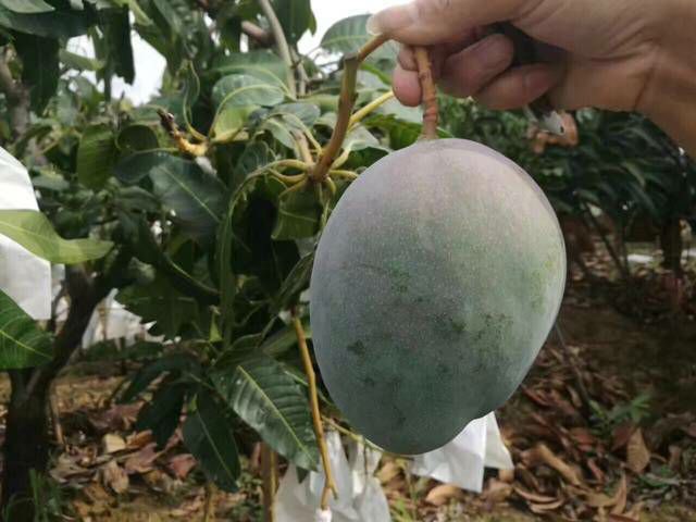 凯特芒整体外观展示