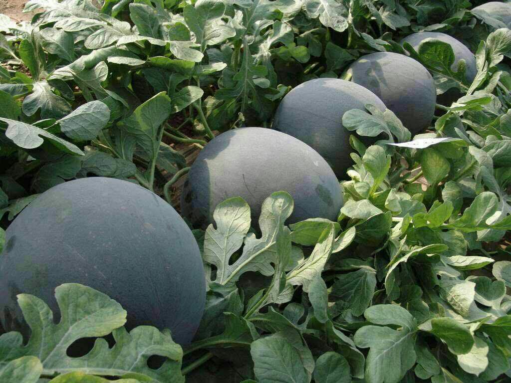 田间成熟的无籽西瓜整齐排列