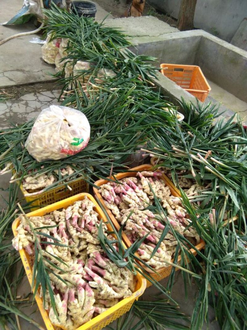 四川仔姜2两以上1千亩基地大量上市欲购从速