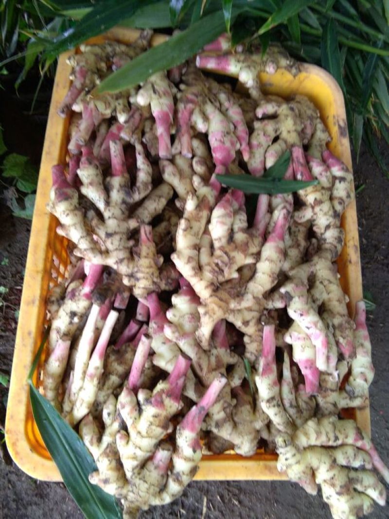 四川仔姜2两以上1千亩基地大量上市欲购从速