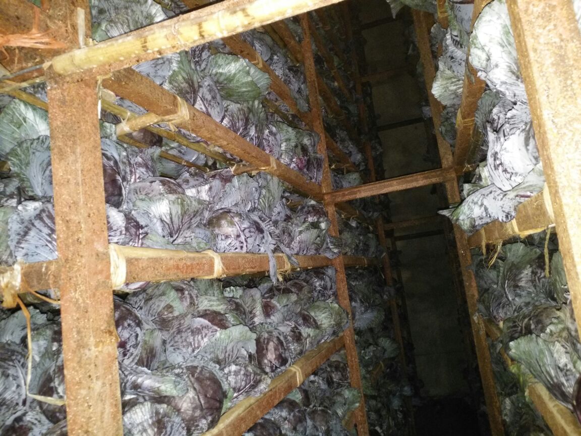 紫甘蓝从新鲜到变质的阶段性变化图示