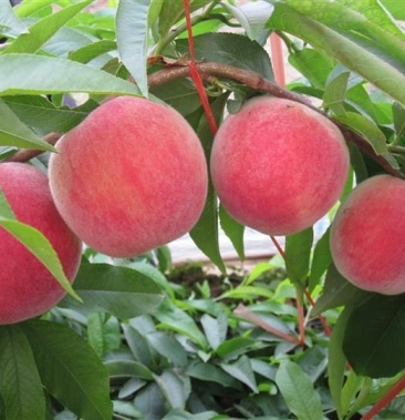 [桃树批发]春美桃价格5.00元/棵 - 一亩田