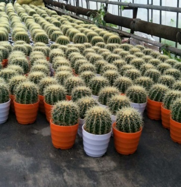 [仙人球批发]仙人球12元一个价格13.00元/件 - 一亩田