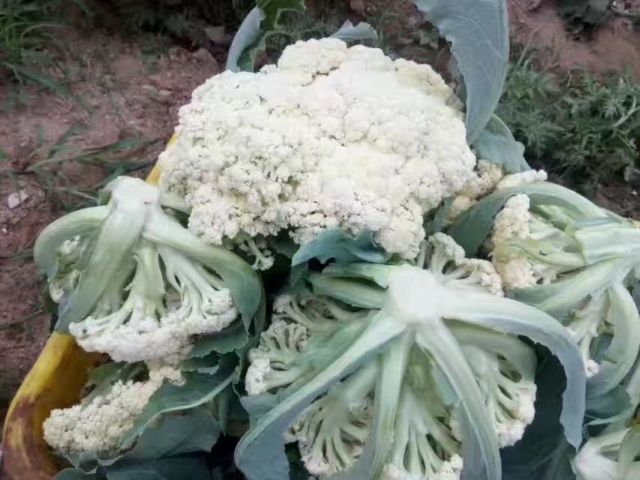 菜花花球发育与束叶保护示范图