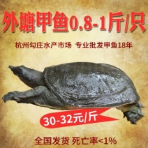 0.8-1斤甲鱼生态外塘养殖