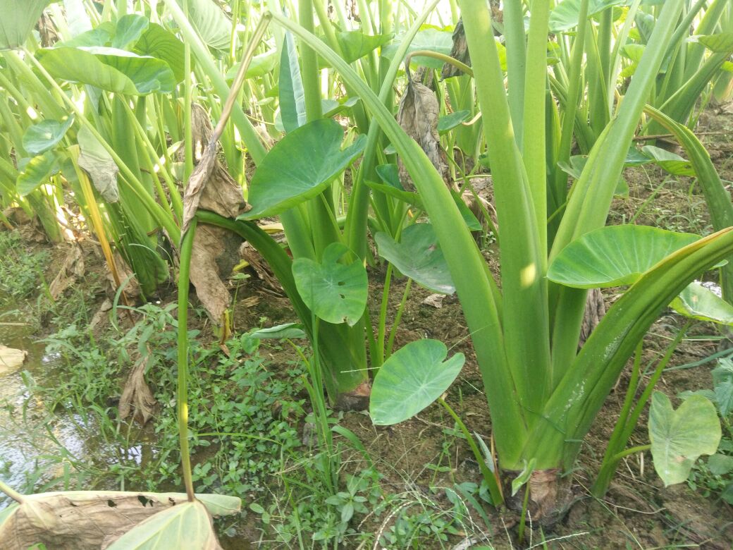荔浦香芋生态种植基地实景:红壤梯田、翠绿藤蔓、人工采收,体现地理标志产品原产地可控性 广西荔浦香芋种植基地航拍图,连片梯田式种植,土壤呈典型红壤色,香芋藤蔓翠绿繁茂,可见人工采收场景,展现道地药材生态种植环境