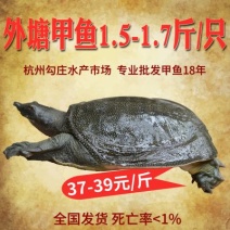 1.5-17斤外塘生态甲鱼鳖中华鳖，专业