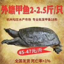 2-2.5斤外塘生态甲鱼鳖中华鳖