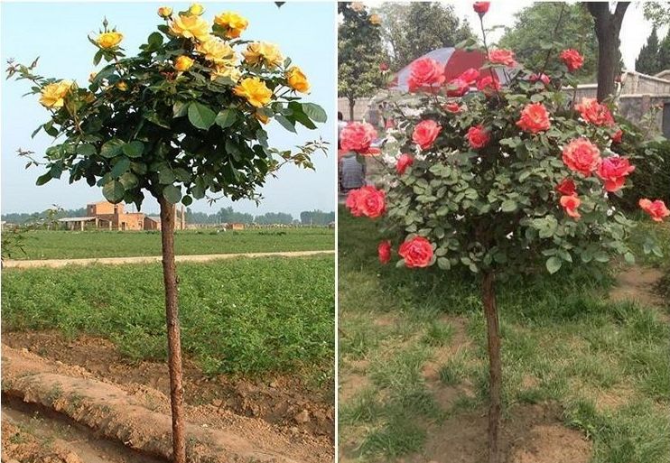 大花月季与其他植物对比图