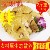 广东梅州正宗白切鸡2斤左右，山上放养
