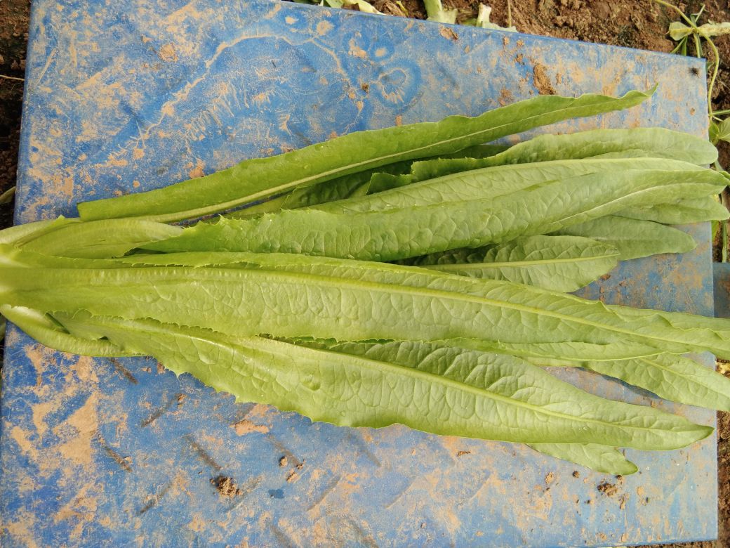 油菜榨汁过程