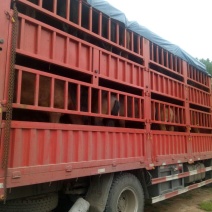 肉马